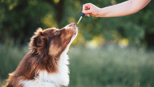 A dog being given CBD