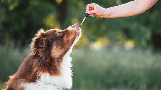 A dog being given CBD 