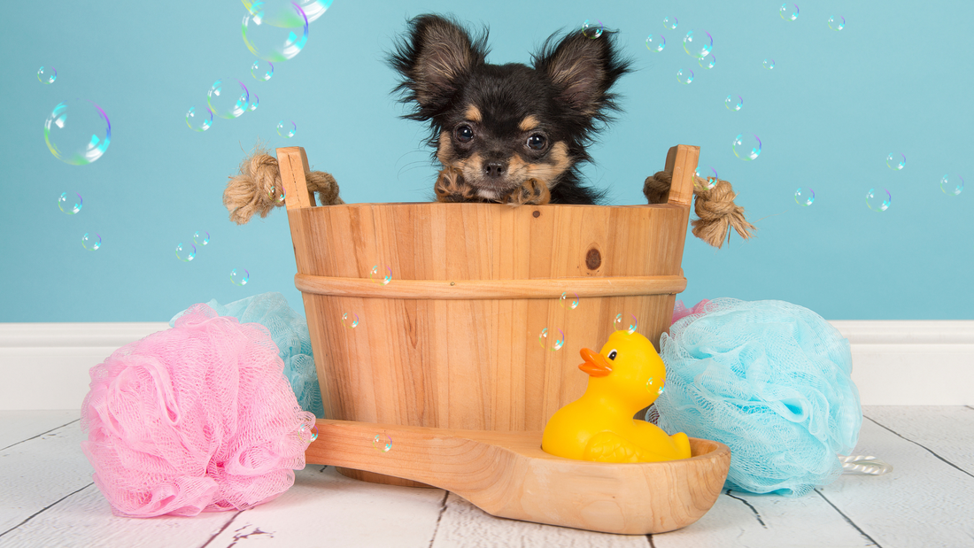 The Ultimate Guide to Giving Your Dog a Bath (and How CBD Pet Shampoo Can Help)